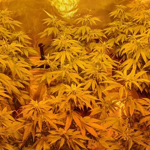 White Widow growlog timeline photo