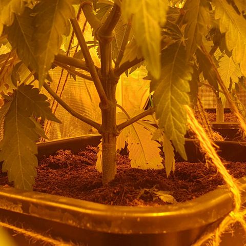White Widow growlog timeline photo