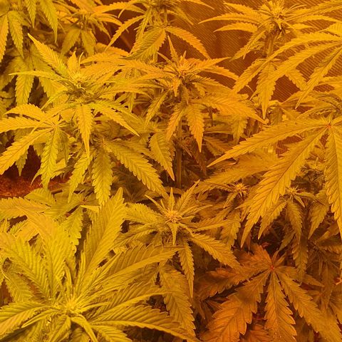 White Widow growlog timeline photo