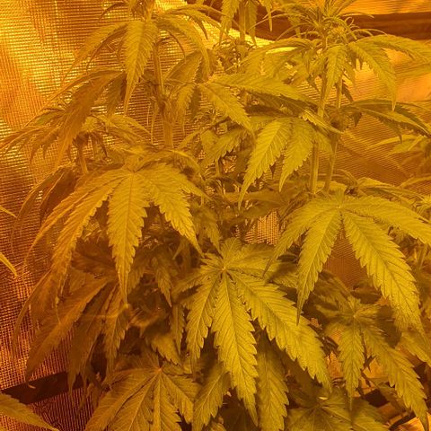 White Widow growlog timeline photo