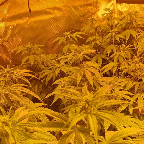 White Widow growlog timeline photo