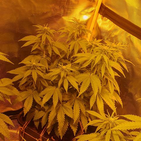 White Widow growlog timeline photo