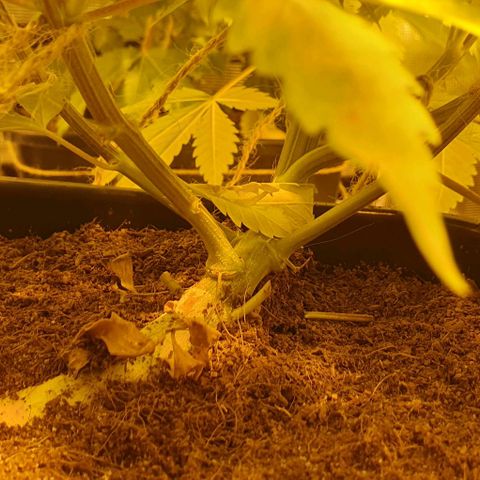White Widow growlog timeline photo