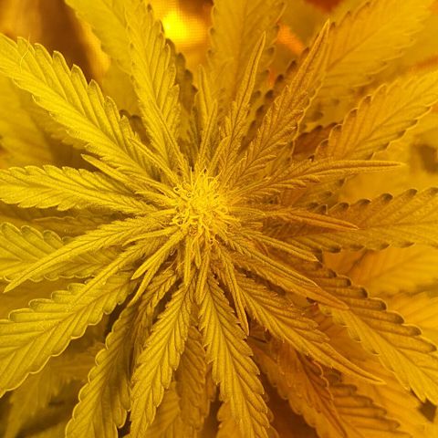 White Widow growlog timeline photo