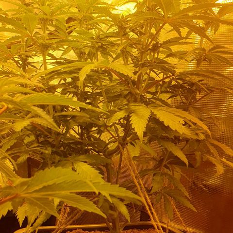 White Widow growlog timeline photo