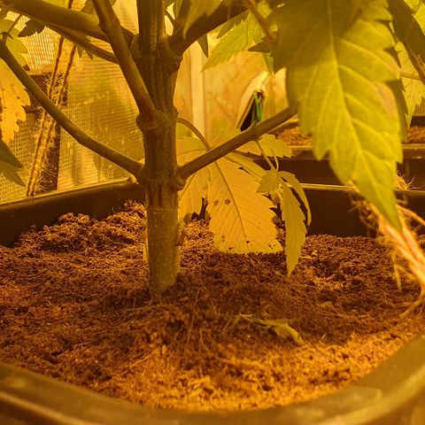 White Widow growlog timeline photo