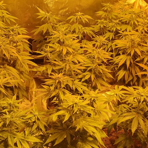 White Widow growlog timeline photo