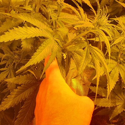 White Widow growlog timeline photo