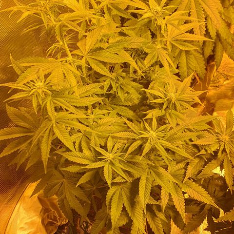White Widow growlog timeline photo