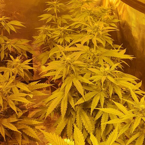 White Widow growlog timeline photo