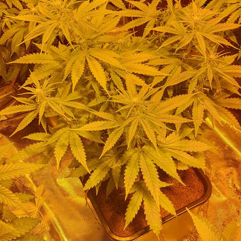 White Widow growlog timeline photo