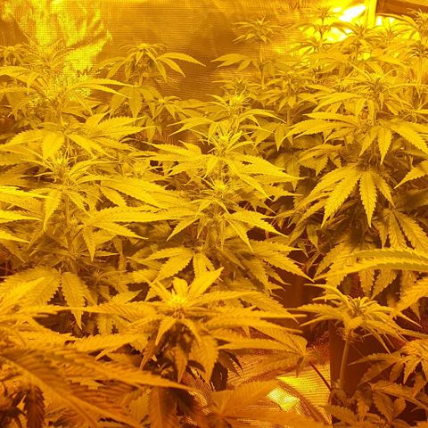 White Widow growlog timeline photo