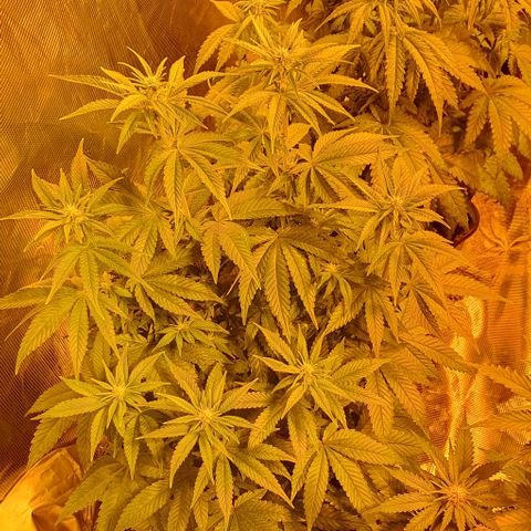 White Widow growlog timeline photo