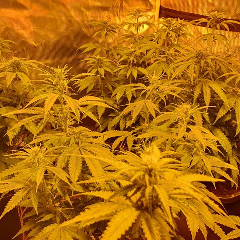White Widow growlog timeline photo