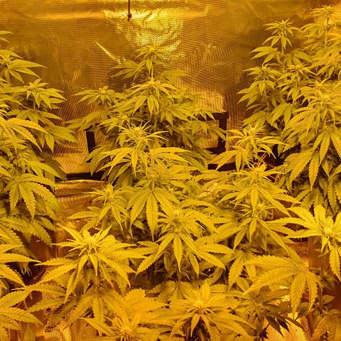 White Widow growlog timeline photo