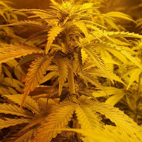 White Widow growlog timeline photo