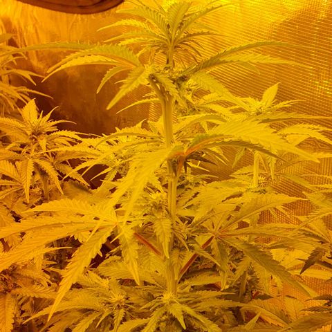 White Widow growlog timeline photo