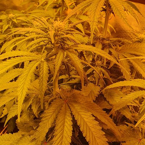 White Widow growlog timeline photo