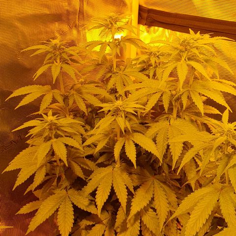 White Widow growlog timeline photo