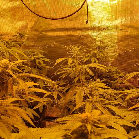 White Widow growlog timeline photo