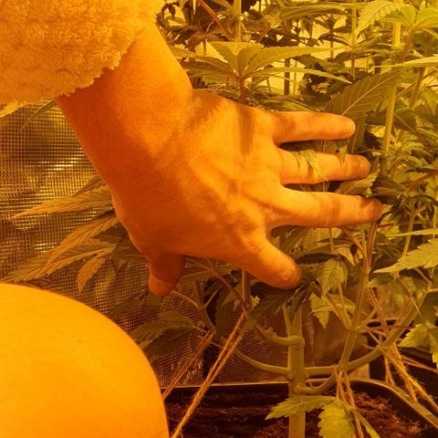 White Widow growlog timeline photo