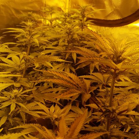 White Widow growlog timeline photo