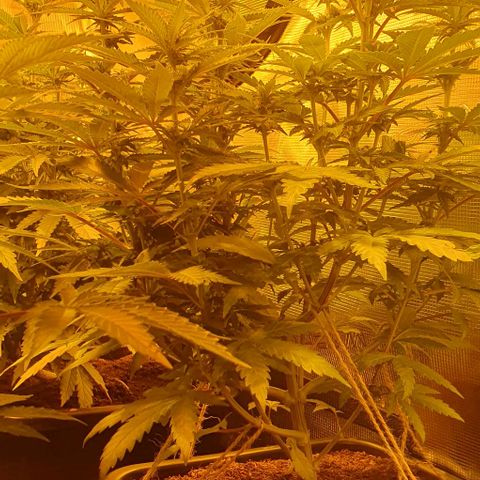 White Widow growlog timeline photo