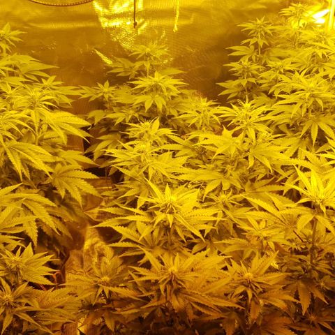 White Widow growlog timeline photo