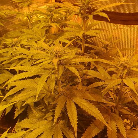 White Widow growlog timeline photo