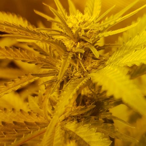 White Widow growlog timeline photo
