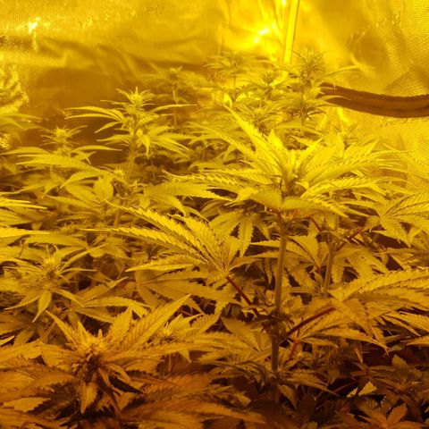 White Widow growlog timeline photo