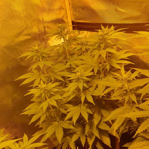 White Widow growlog timeline photo
