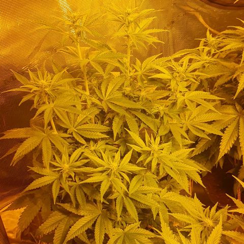 White Widow growlog timeline photo