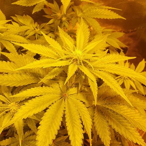 White Widow growlog timeline photo