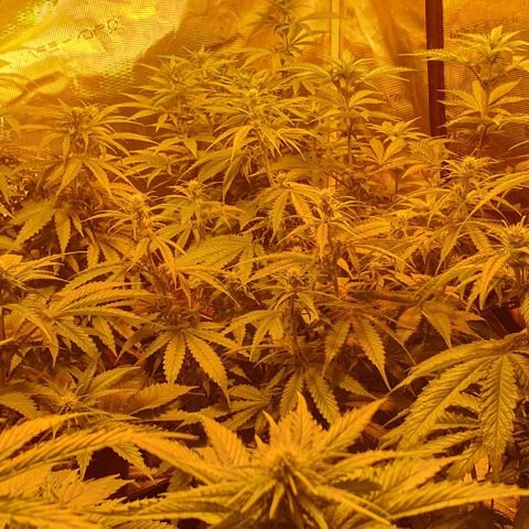 White Widow growlog timeline photo