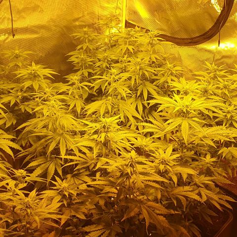 White Widow growlog timeline photo