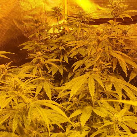 White Widow growlog timeline photo