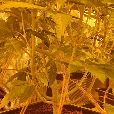 White Widow growlog timeline photo