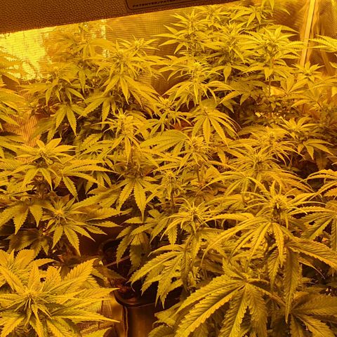 White Widow growlog timeline photo