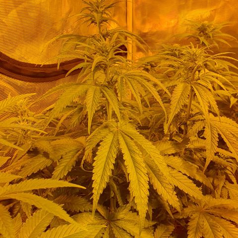 White Widow growlog timeline photo