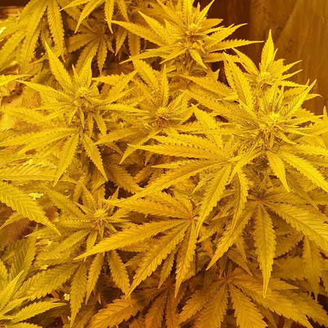 White Widow growlog timeline photo