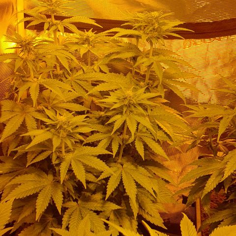 White Widow growlog timeline photo