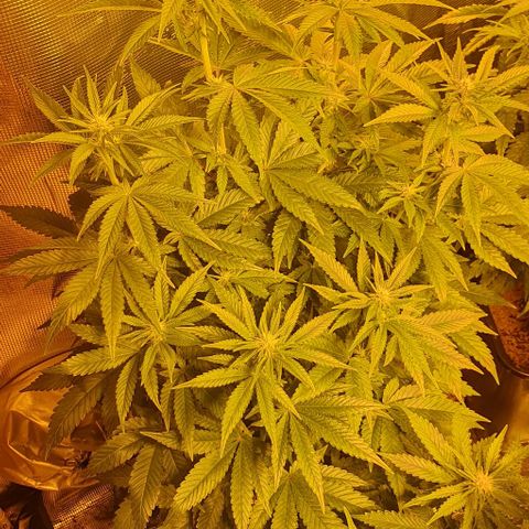 White Widow growlog timeline photo