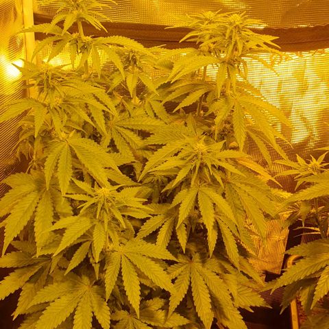 White Widow growlog timeline photo