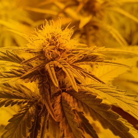 White Widow growlog timeline photo