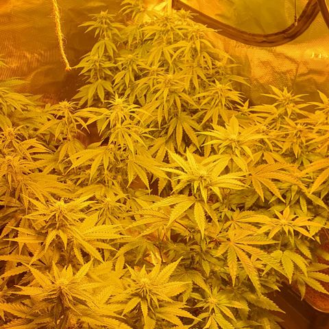 White Widow growlog timeline photo