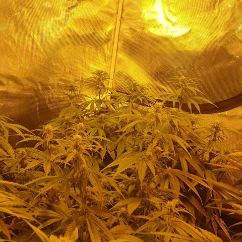 White Widow growlog timeline photo