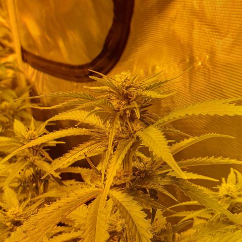 White Widow growlog timeline photo