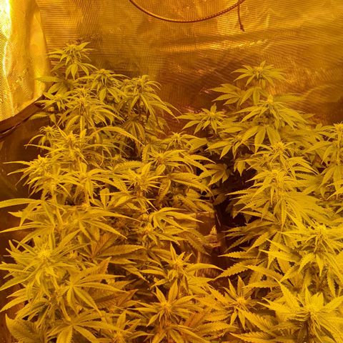 White Widow growlog timeline photo