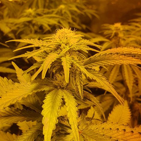 White Widow growlog timeline photo